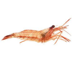 ORA Peppermint Shrimp – Pack of 12